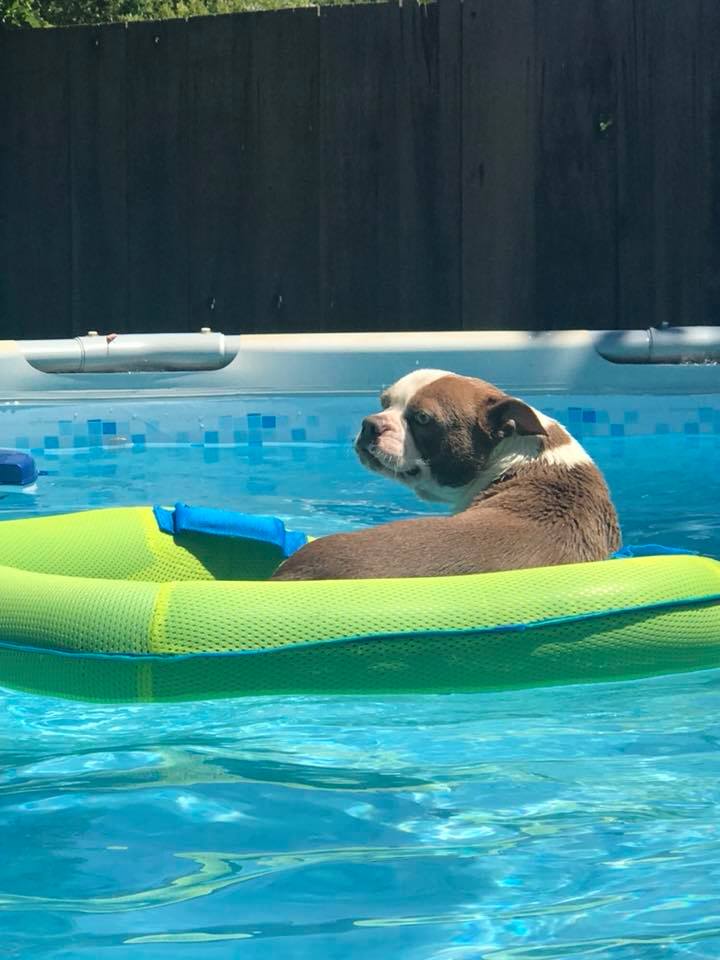 Boston Terrier laying on a floatation device in a pool