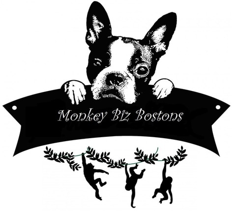 Monkey Biz Bostons Logo
