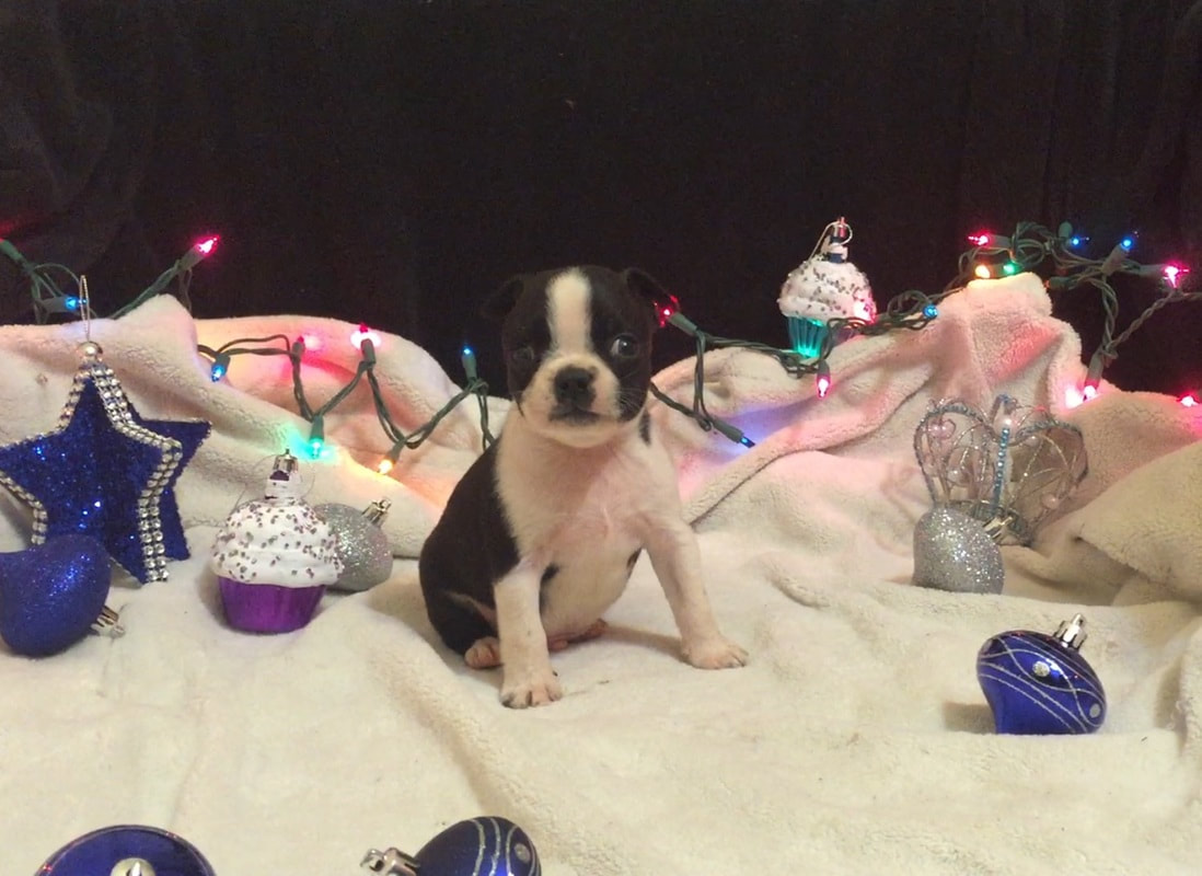 Boston Terrier Puppy surrounded by christmas lights and decor