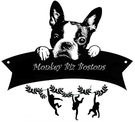 Logo Monkey Biz Bostons Boston Terrier Head looking over banner with monkies swinging below
